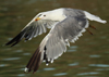 Larus armenicus
